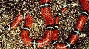 rød slange