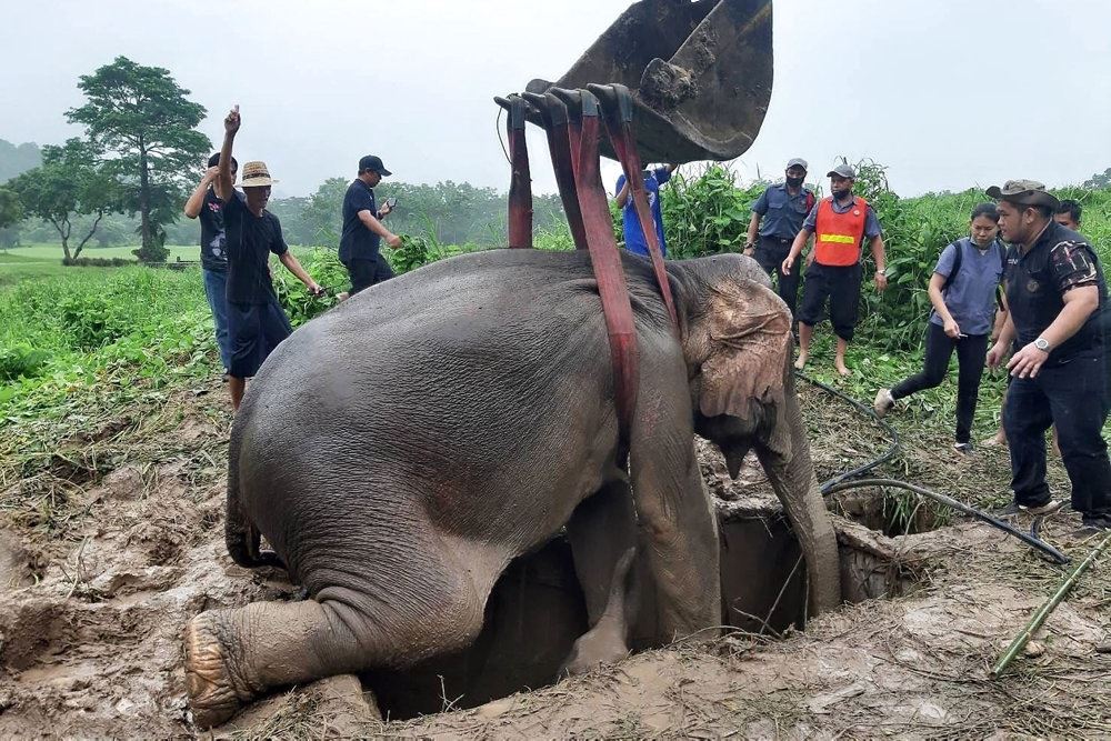 elefanter og redningsfolk