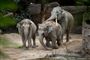 tre elefanter