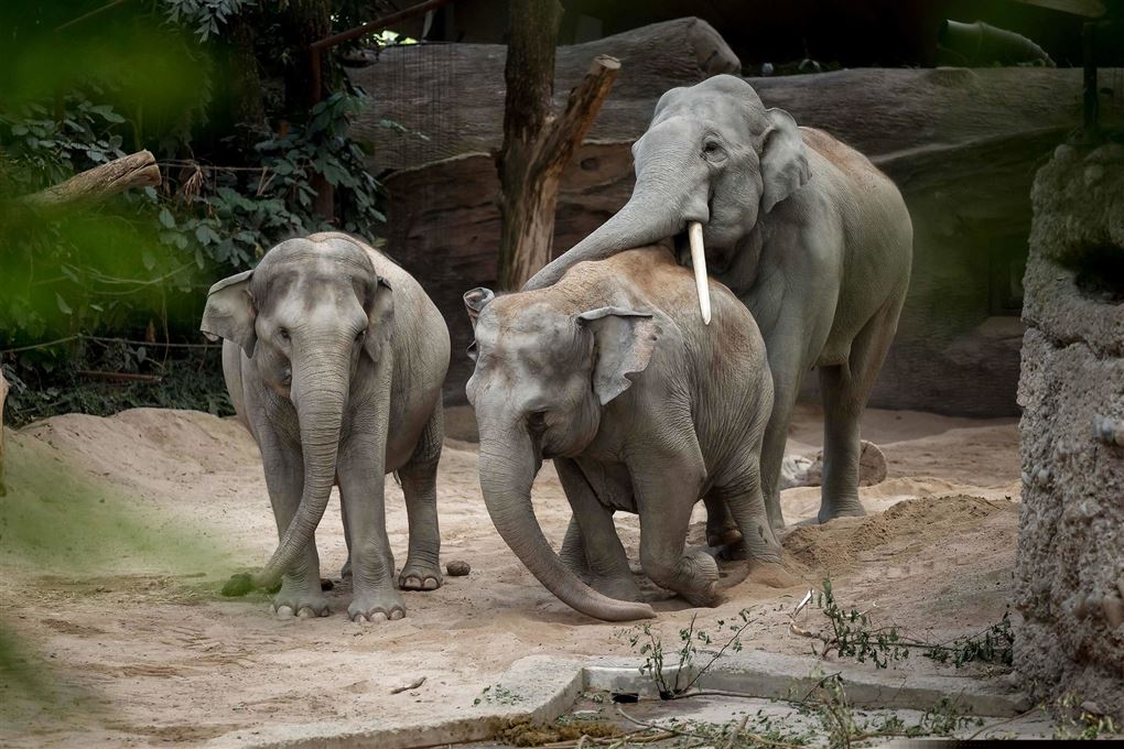 tre elefanter
