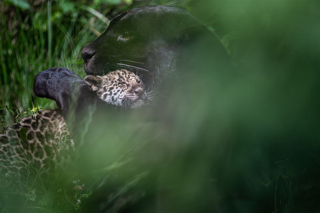 jaguarkilling