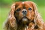 en hund