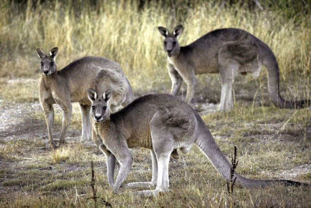 tre kænguruer på samme billede