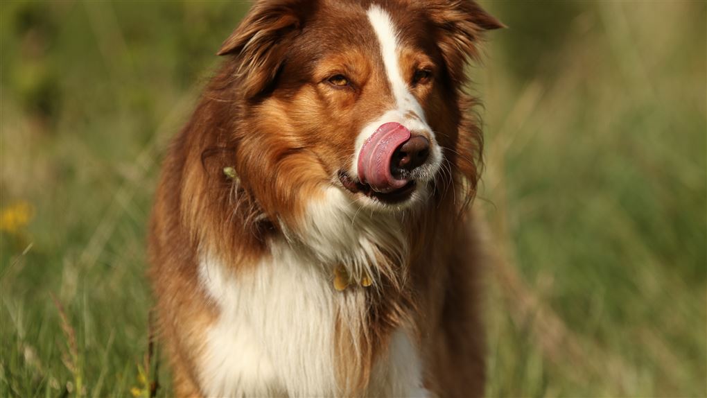 Hund slikker sig om munden