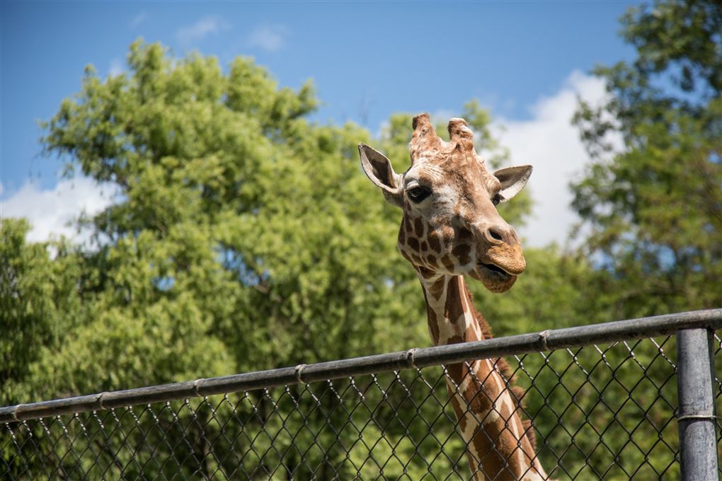 En giraf kigger henover et hegn