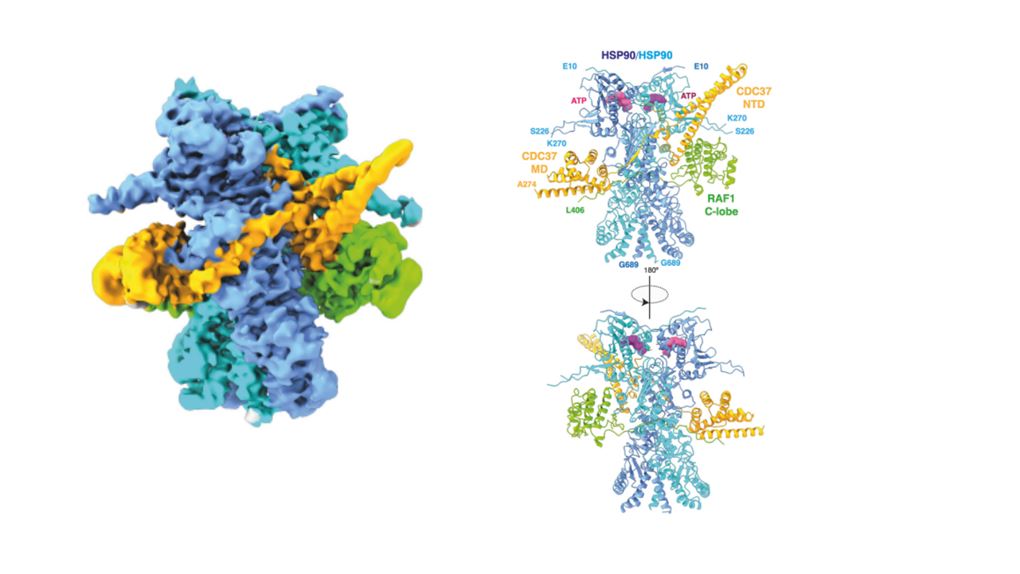 grafik viser proteiner