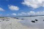 døde grindehvaler på strand