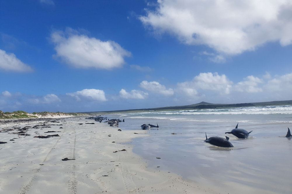 døde grindehvaler på strand