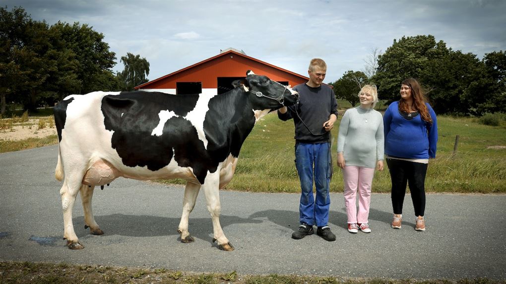 tre personer står ved siden af ko