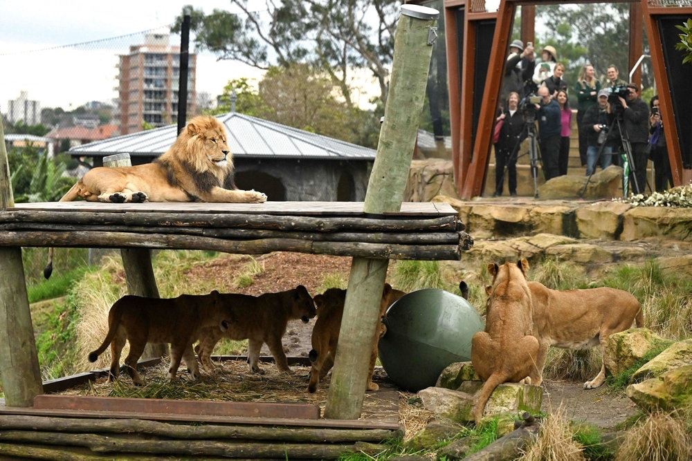 løver i zoo