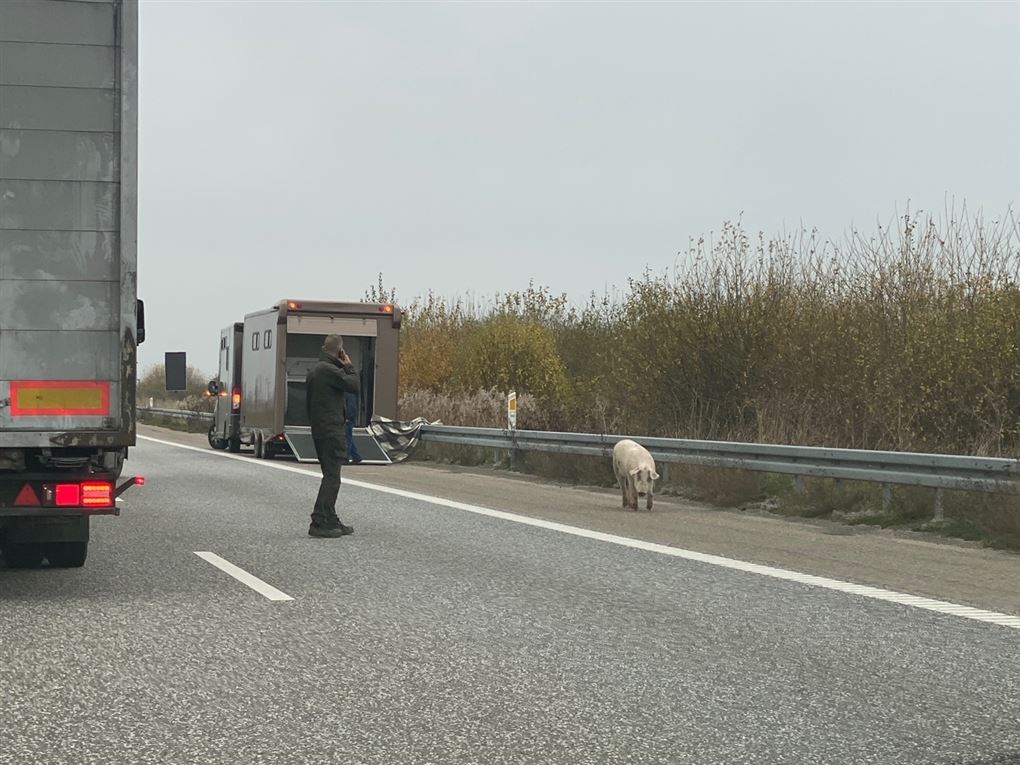 En gris på en motorvej