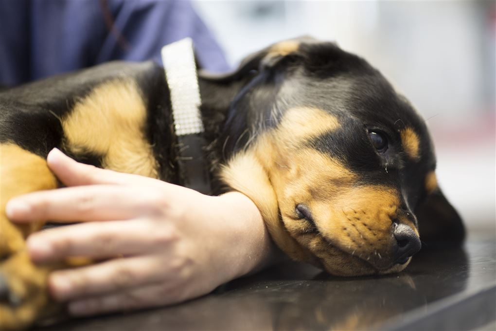 Kvinder bærer hund