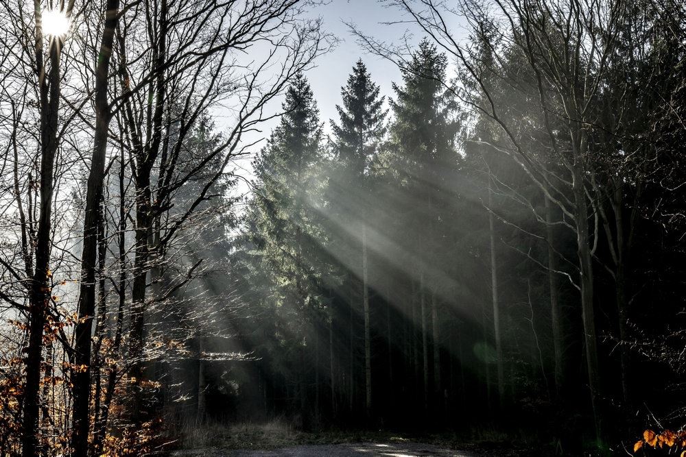 solen skinner i skov