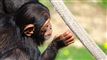En chimpanse set bagfra.