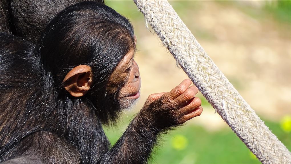 En chimpanse set bagfra.