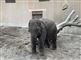 En lille elefantunge i zoo
