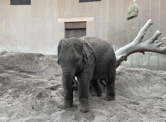 En lille elefantunge i zoo