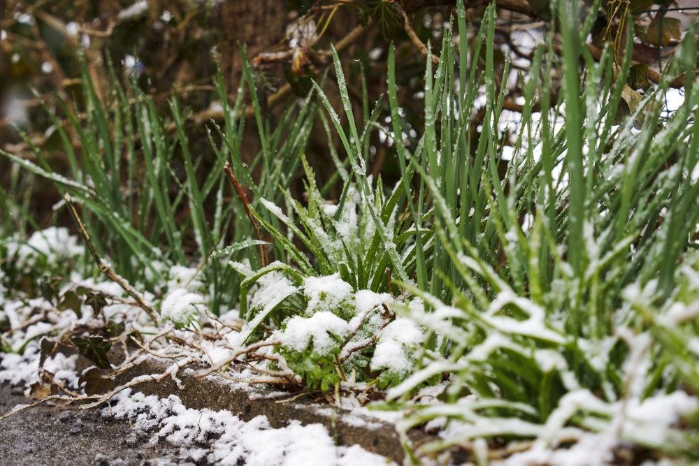 snedækkede planter