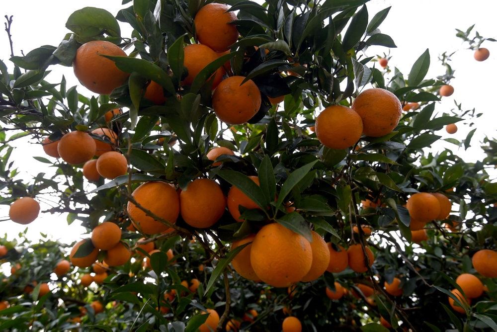 Appelsiner på træ.