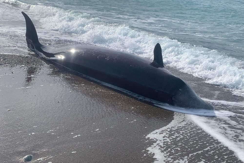 død hval på strand