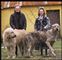 par med to store hunde