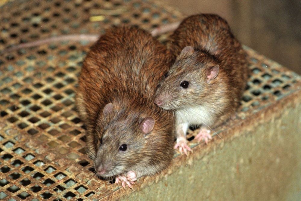 To rotter på en rist