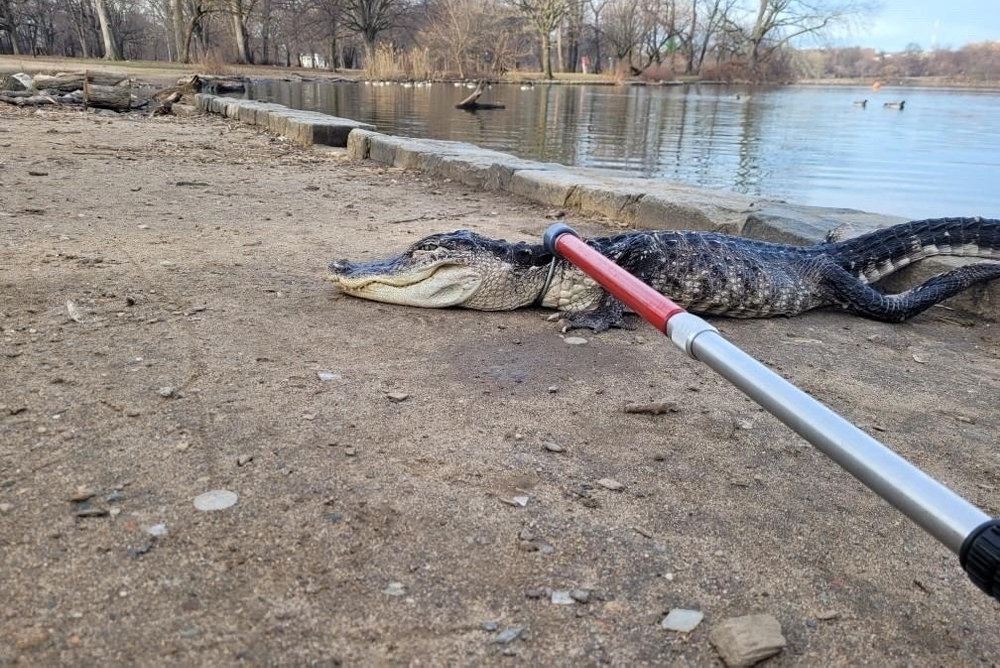 en alligator på en bred