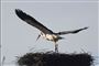 Stork flyver ved rede