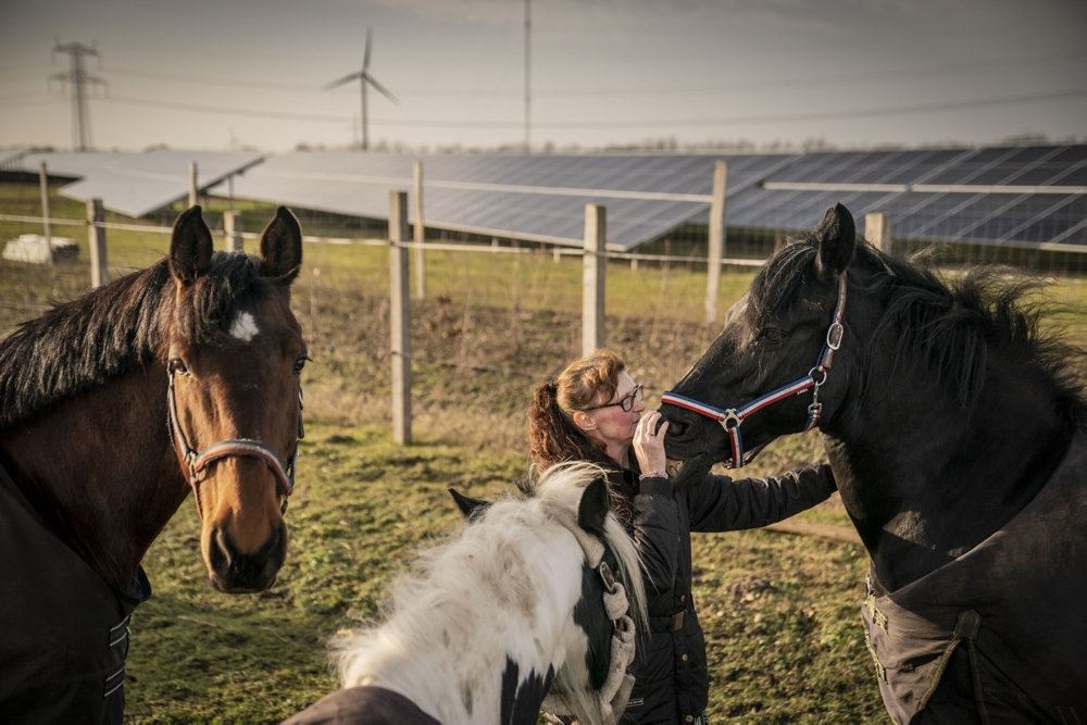 heste står foran solceller