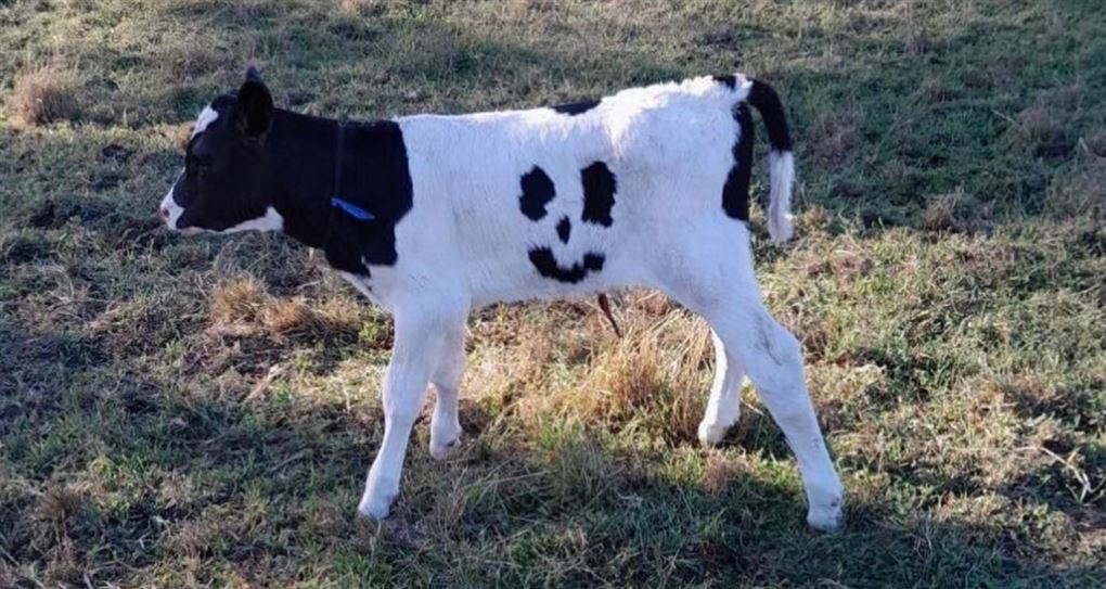 en kalv med aftegninger på siden som et happy face