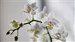 en orkide
