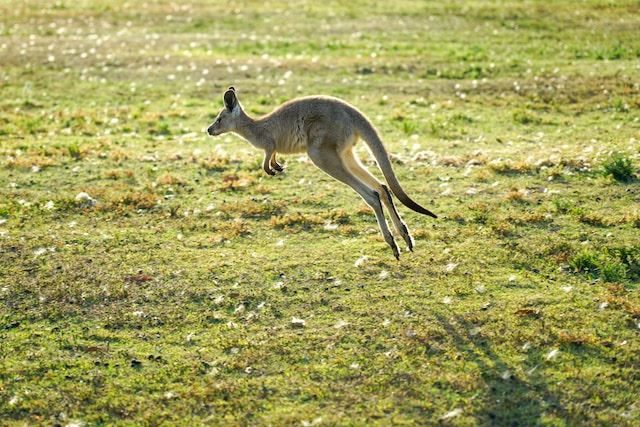Kænguru på mark