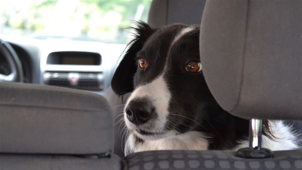 en hund i en bil
