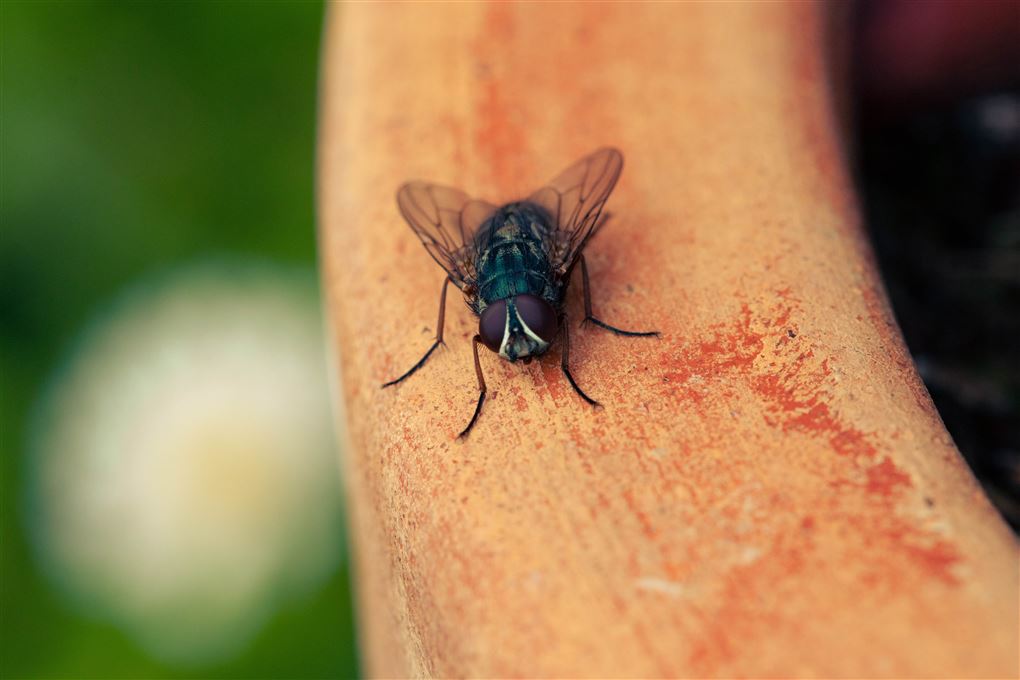 En flue sidder på en arm