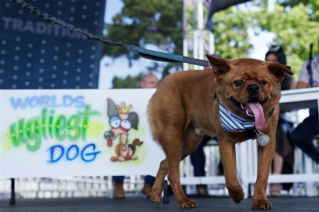 en ikke for køn hund