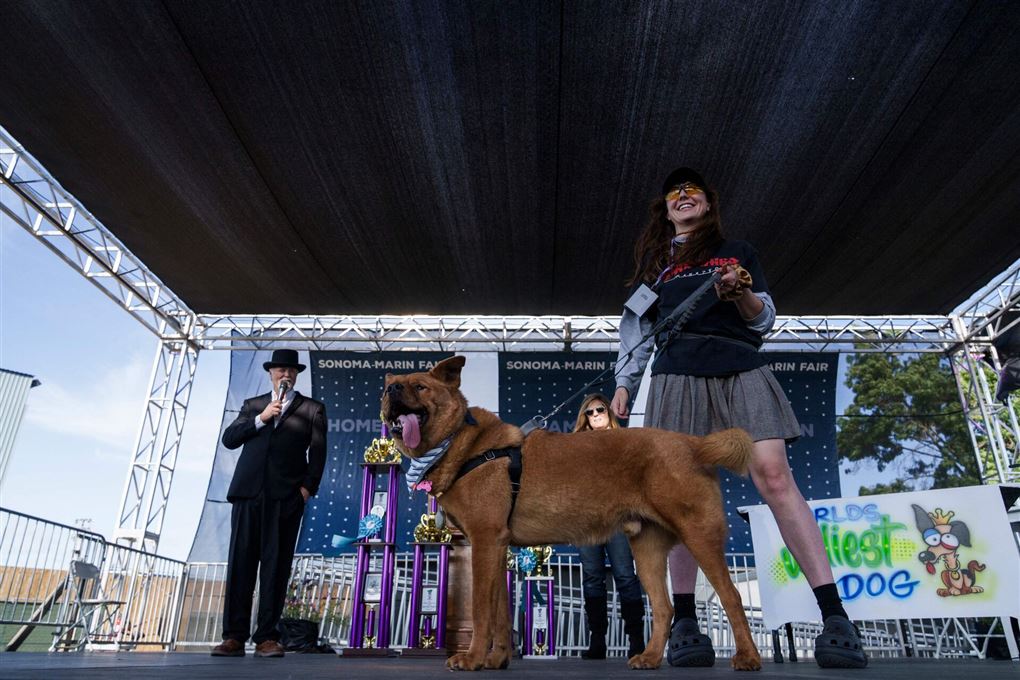 en hund der kunne være kønnere