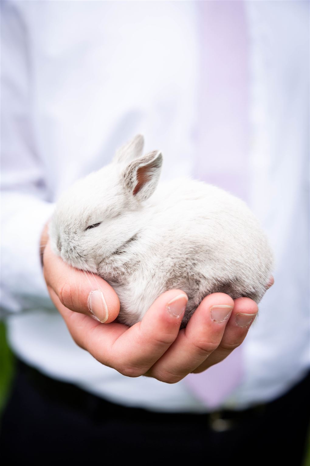 En lille kanin sidder i en hånd