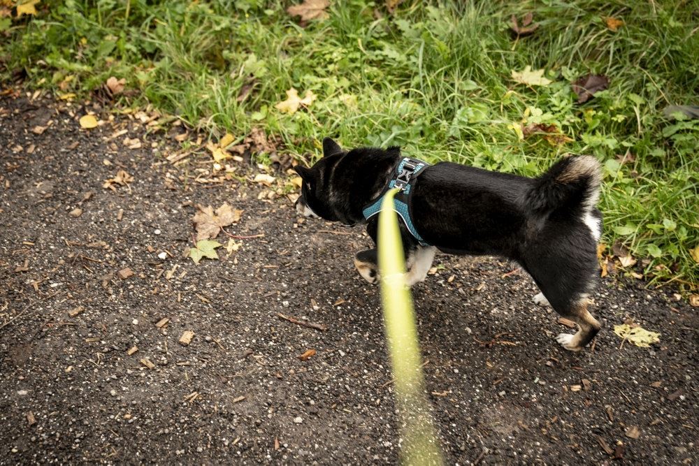 hund