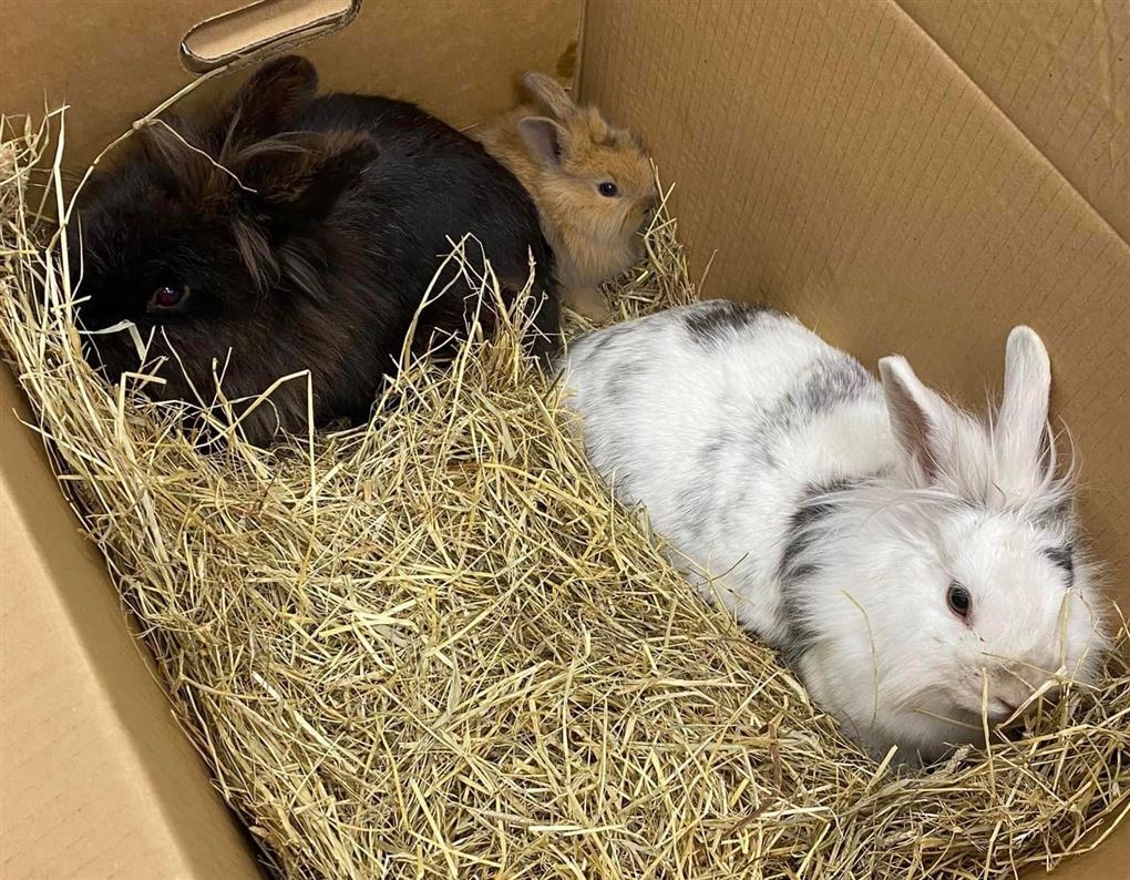 kaniner i kasse
