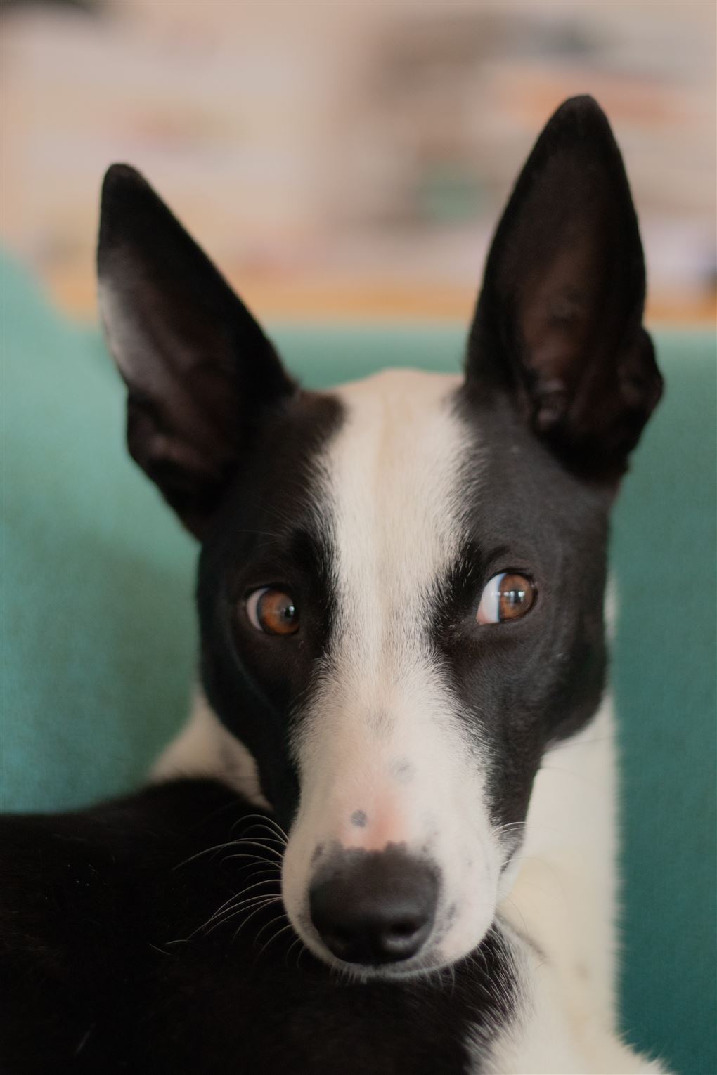 en hund lurer til siden