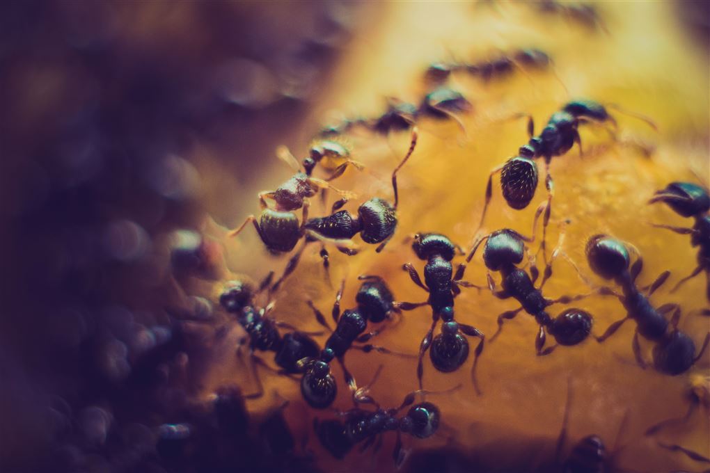 myrer omkring mad