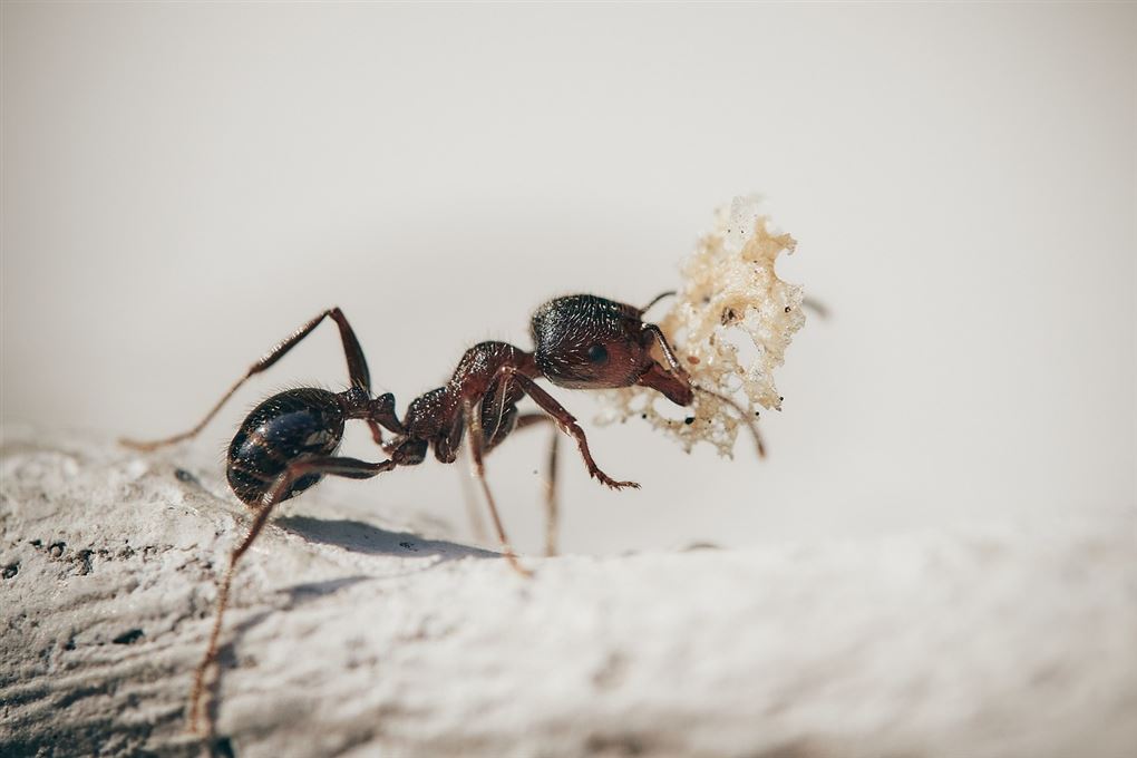 en myre 