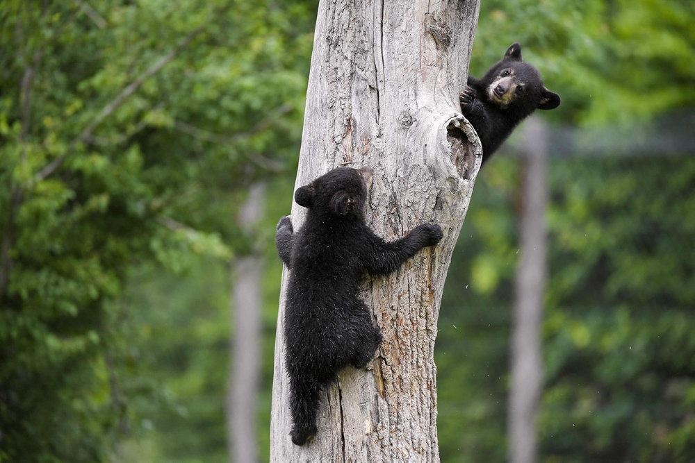 bjørne kravler i træ