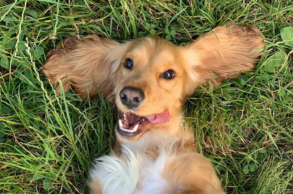 en glad hund i græsset