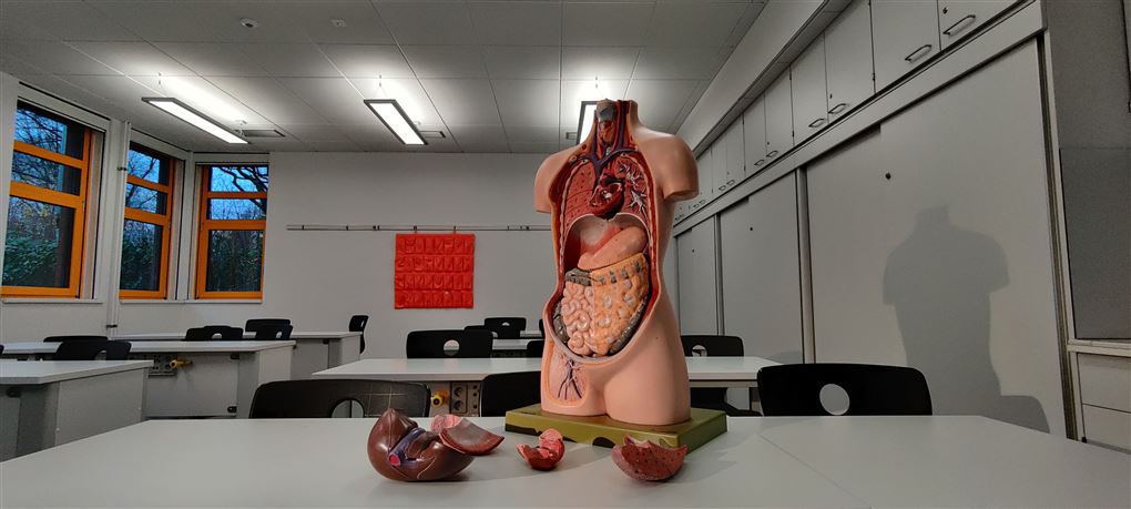 En plastikdukke med organer