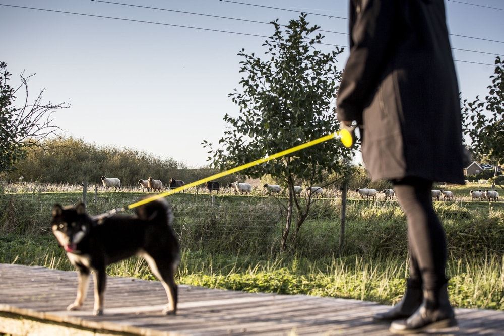 en mand går med en hund i solen