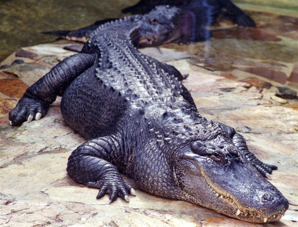 en kæmpe alligator