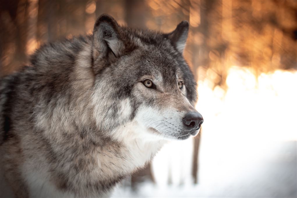 ulv går i naturen