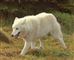 arktisk ulv går i naturen