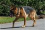 En schæferhund i snor